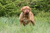 DOGUE DE BORDEAUX 087